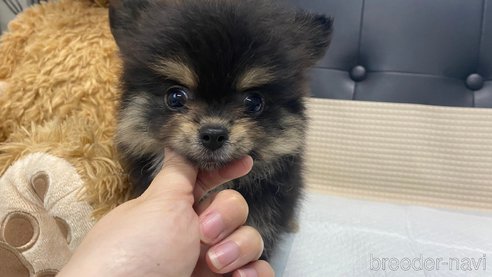 成約済の兵庫県のポメチワ:ポメラニアン×チワワ-343422の9枚目